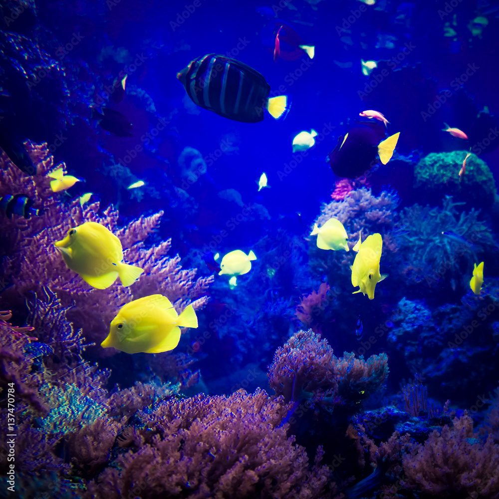 Fototapeta piękny podwodny świat. podwodny świat