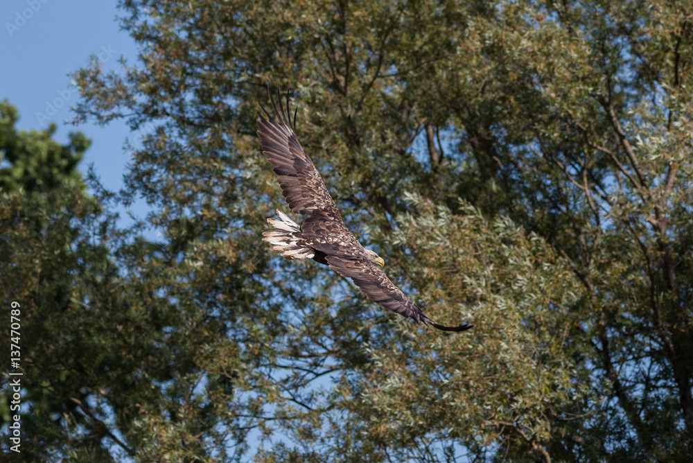 Fototapeta premium Seeadler