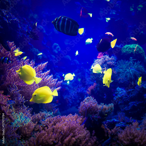 Fototapeta Naklejka Na Ścianę i Meble -  beautiful underwater world. underwater world