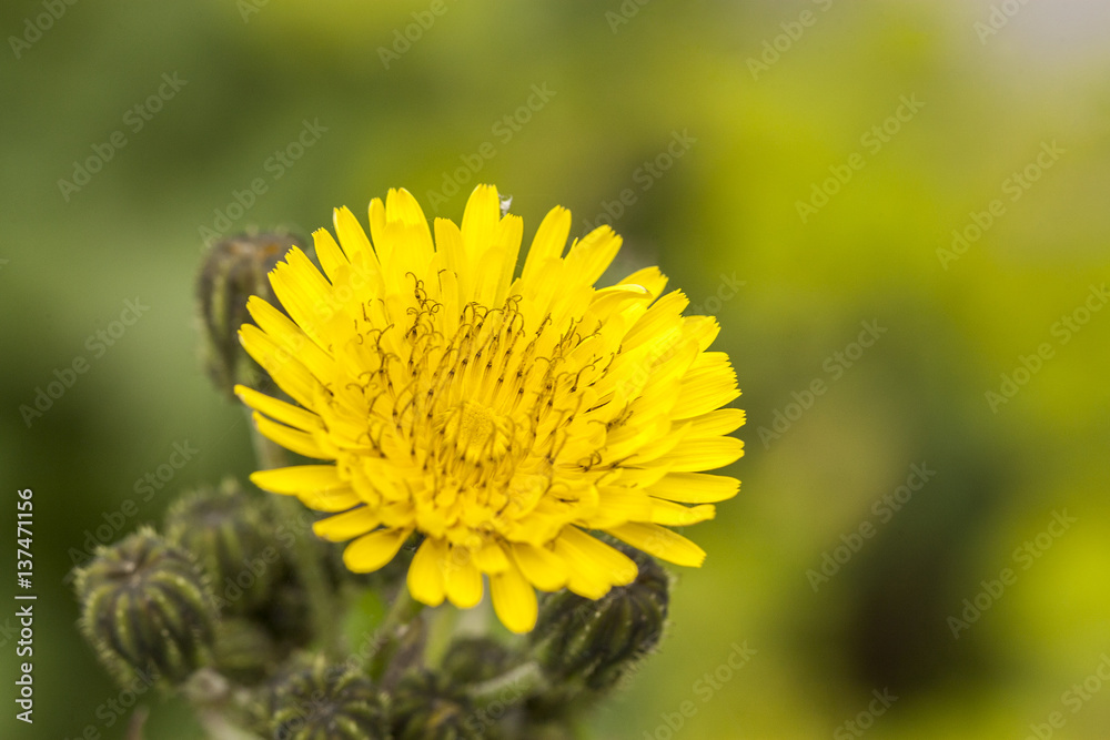 beautiful flovers at park beautiful flovers at park
