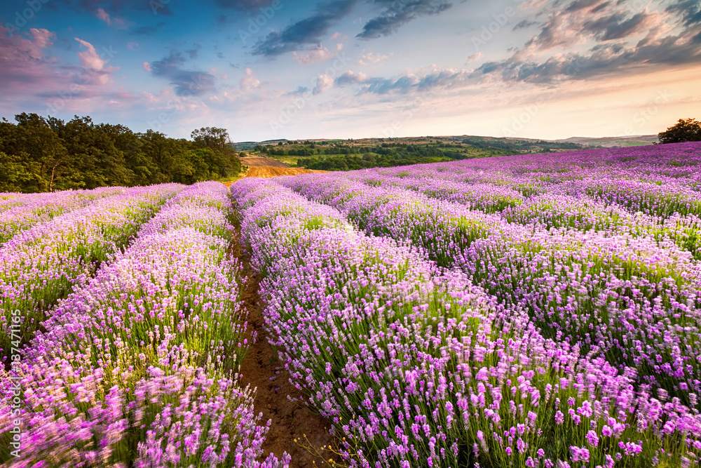 Naklejka premium Lawenda