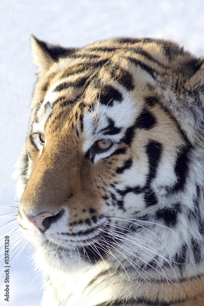 Fototapeta premium Tiger