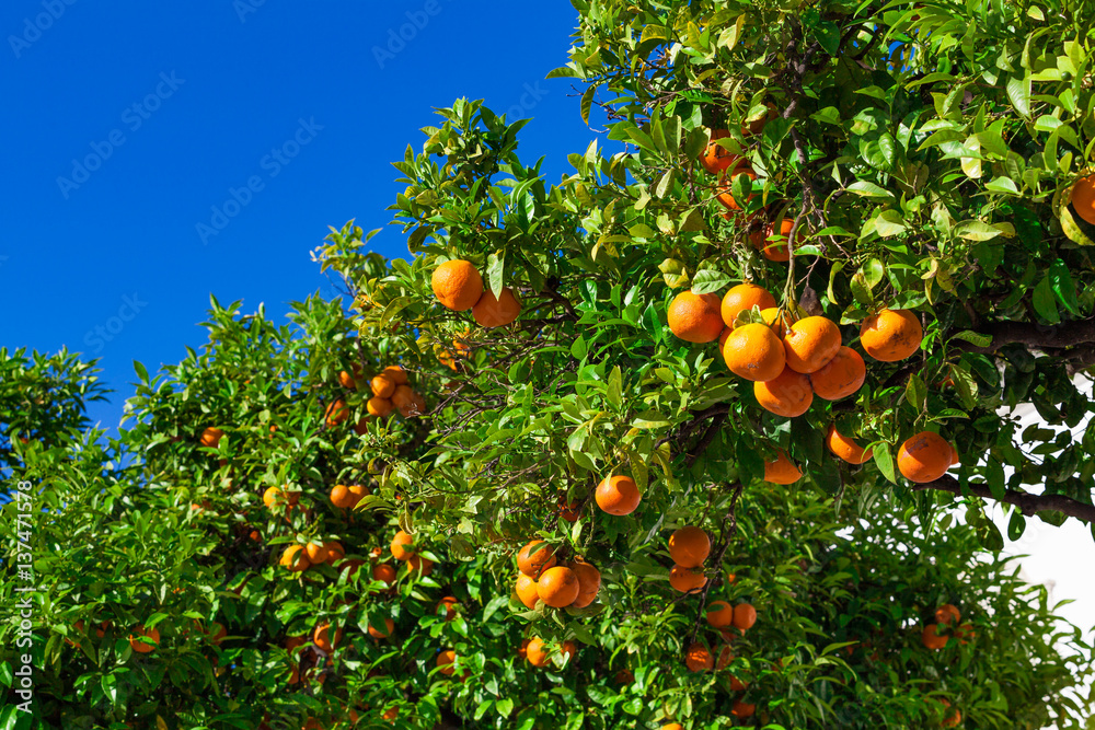 fruits of the tangerine trees. mandarin fruits fruits of the tangerine trees. mandarin fruits