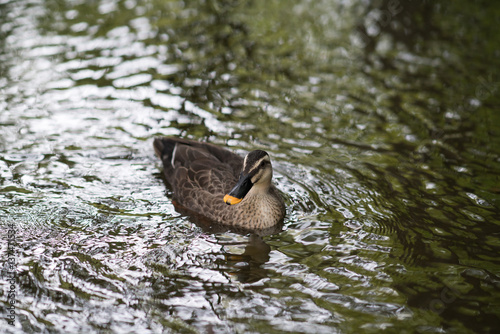 Goose at pond,Osaka,japan