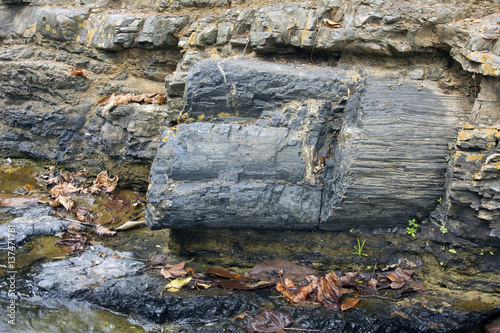 Petrified tree trunks weathering out of strata at a stream edge (Genus Araucarioxylon, upper Cretaceous) at Puyango Petrified Forest, Ecuador. photo