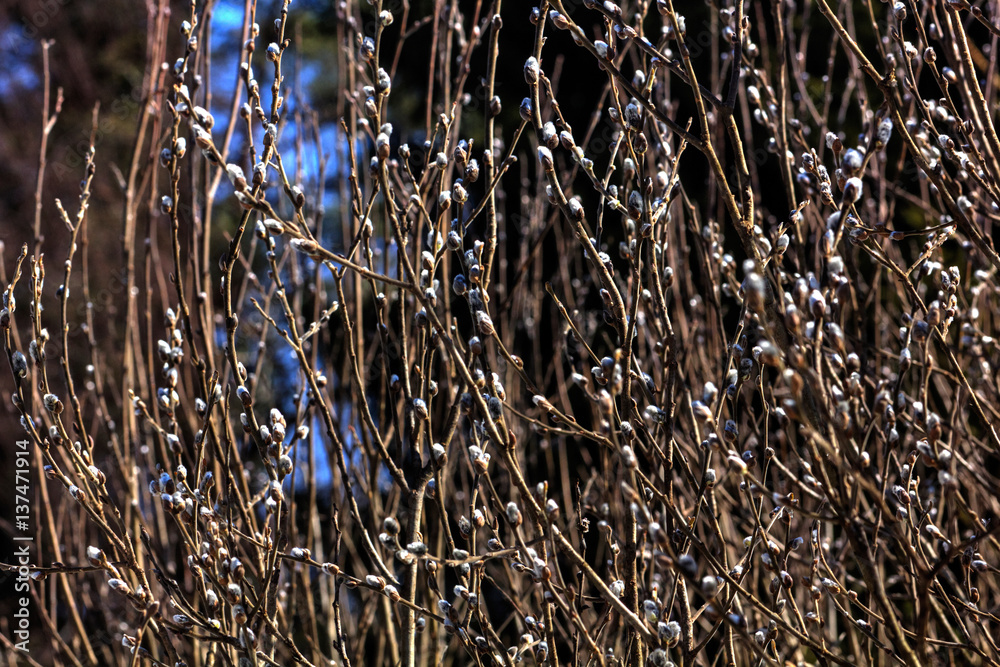 A flower of the willow blossoming in the spring wood.