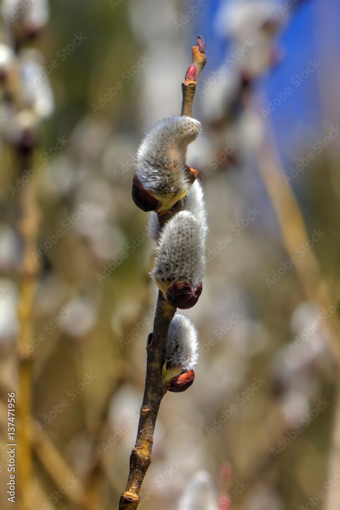 A flower of the willow blossoming in the spring wood.