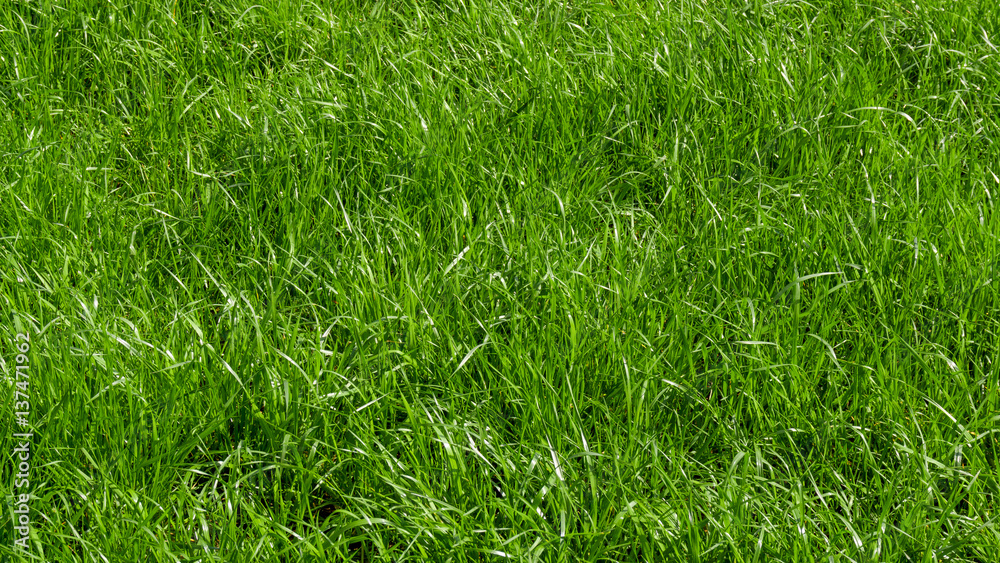 Background of a green grass. Green grass texture Background of a green grass. Green grass texture