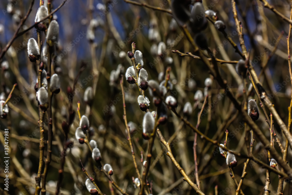 A flower of the willow blossoming in the spring wood.