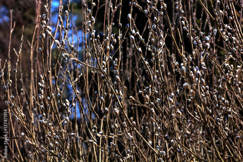 Obraz na płótnie A flower of the willow blossoming in the spring wood. w salonie