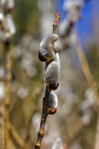 Obraz na płótnie A flower of the willow blossoming in the spring wood. w salonie