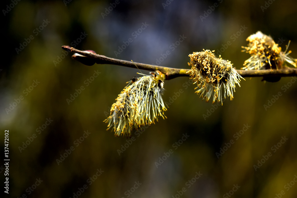 A flower of the willow blossoming in the spring wood.