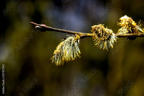 Obraz na płótnie A flower of the willow blossoming in the spring wood. w salonie
