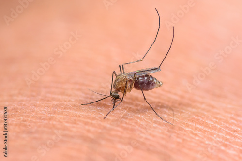 Mosquitoes sucking blood on the human skin.