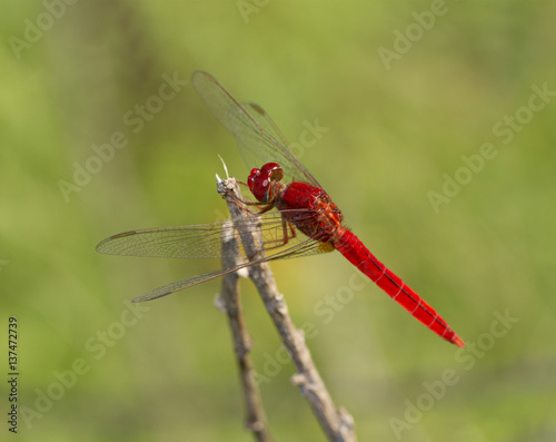 Close up image of red dragonfly on natural background © Direk Takmatcha