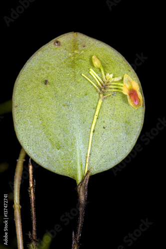 Minature orchid (Lepanthes sp.) growing in cloudforest, Ecuador photo