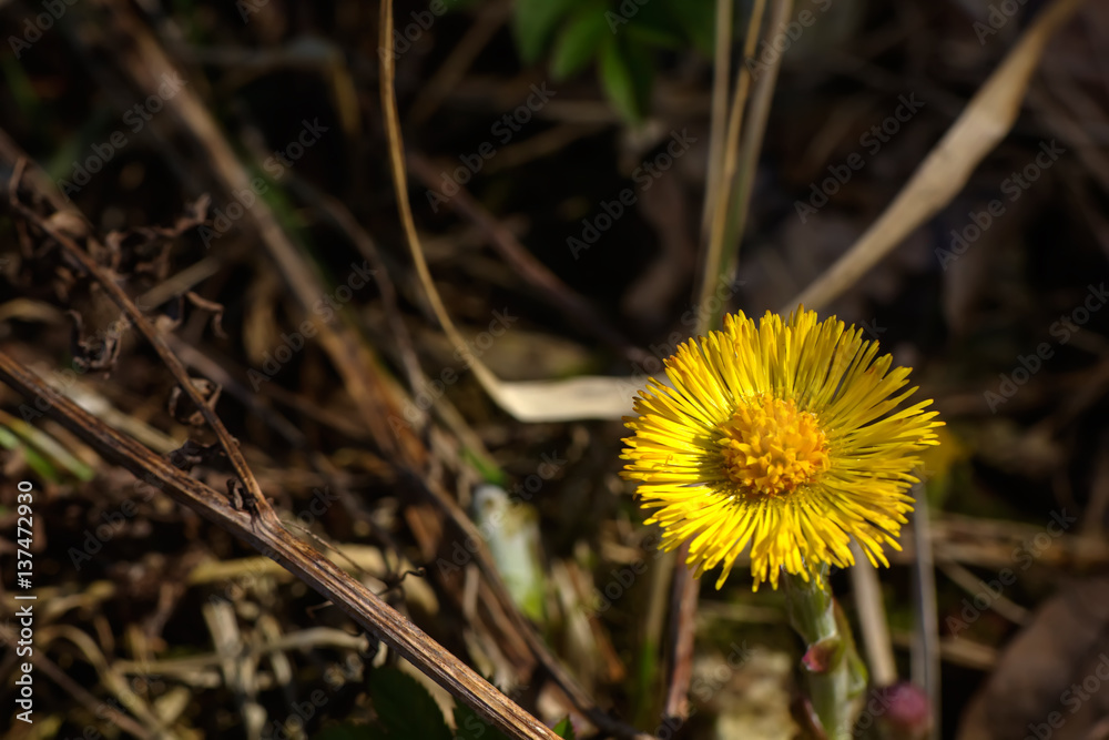 Coltsfoot flower growing on a spring meadow
