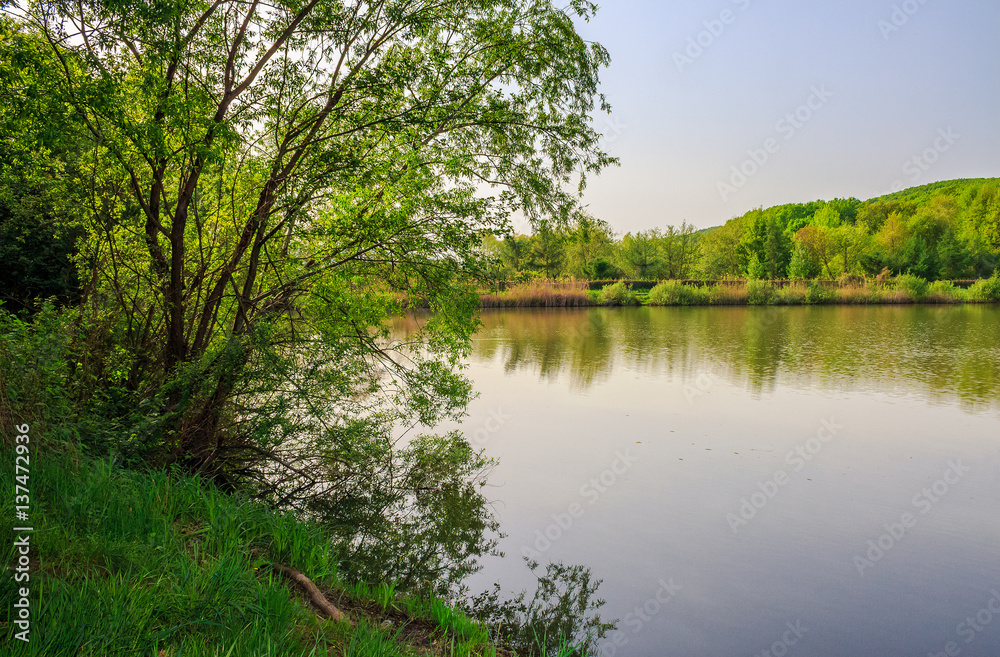 trees near a pond in city park