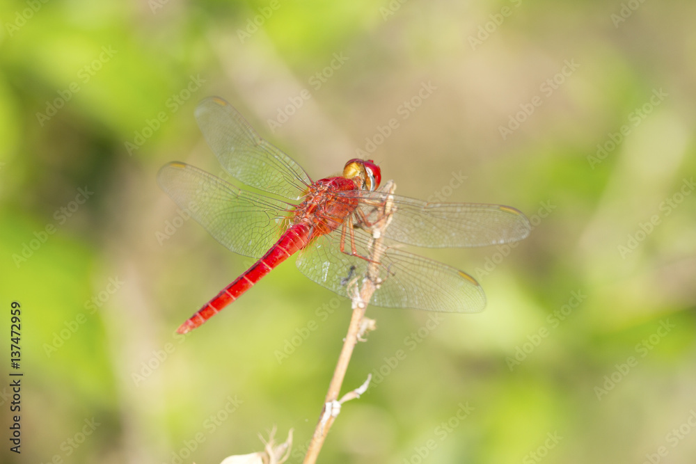 Close up image of red dragonfly on natural background Close up image of red dragonfly on natural background