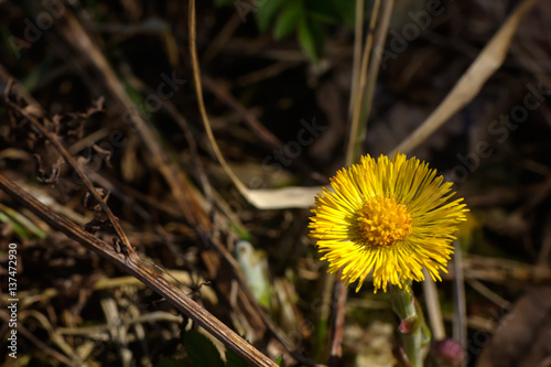 Obraz na płótnie Coltsfoot flower growing on a spring meadow w salonie