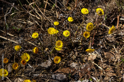Obraz na płótnie Coltsfoot flower growing on a spring meadow w salonie