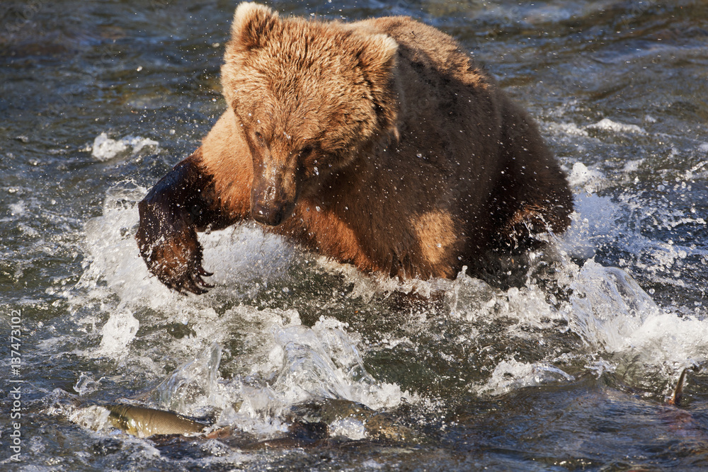 Brown bear (Ursus arctos) in Brooks River below Brooks Falls clawing at sockeye salmon (Oncorhynchus nerka), Katmai National Park and Preserve; Alaska, United States of America Brown bear (Ursus arctos) in Brooks River below Brooks Falls clawing at sockeye salmon (Oncorhynchus nerka), Katmai National Park and Preserve; Alaska, United States of America
