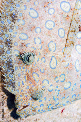 peacock flounder,Bothus mancus photo