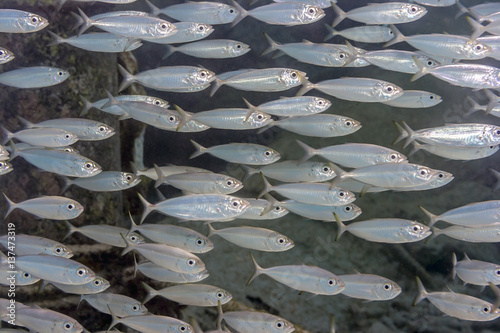 yellow jack, Carangoides bartholomaei photo