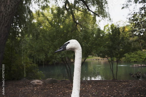 A swan's head at the Milwaukee County Zoo; Wisconsin, United States of America photo