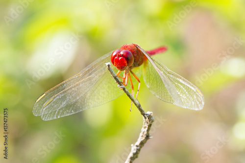 Close up image of red dragonfly on natural background © Direk Takmatcha
