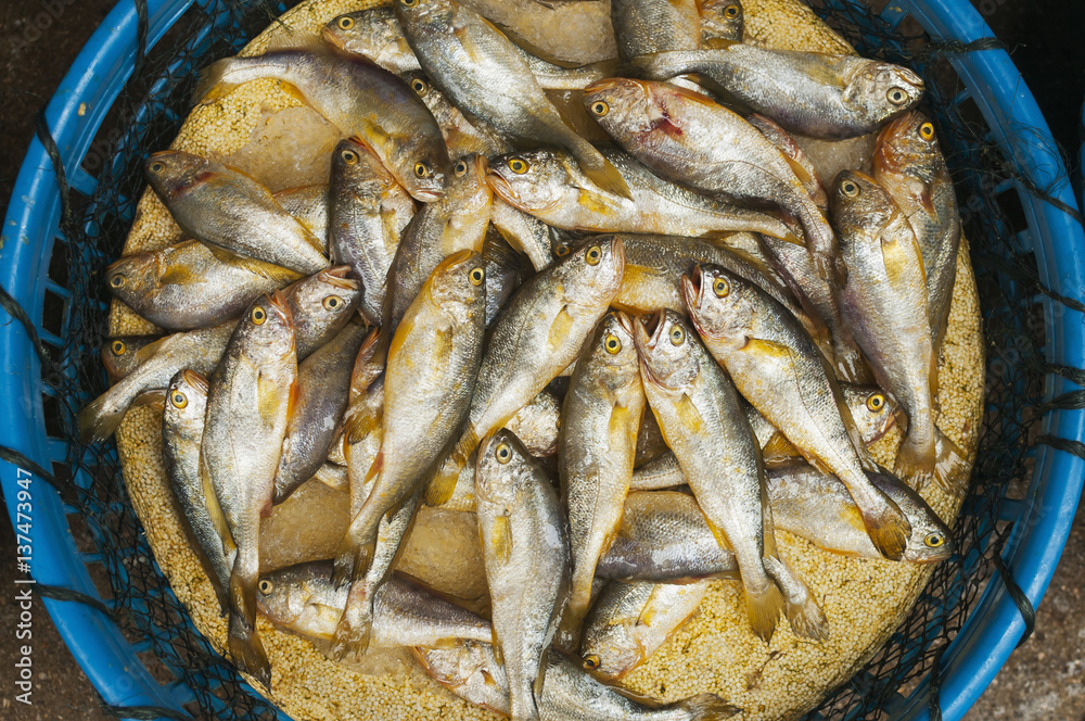 Small fish in a plastic basket, Xiamen (Bashi) local market; Fujian, China