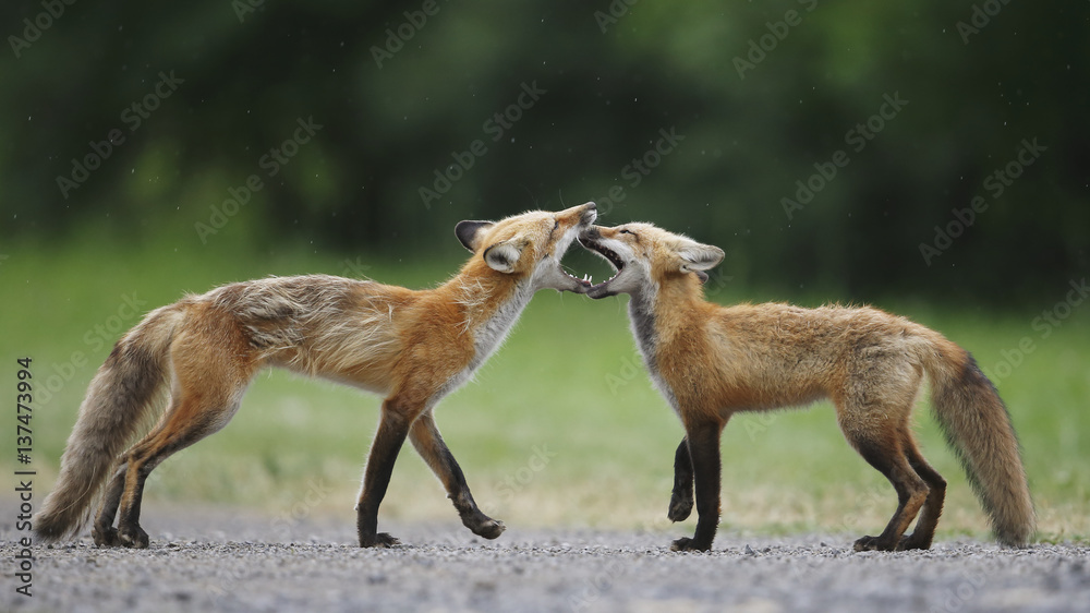 Pups of fox playing, Montreal, Quebec, Canada Pups of fox playing, Montreal, Quebec, Canada