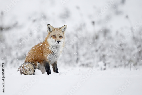 Εκτύπωση καμβά Fox sitting in snow, Montreal, Quebec, Canada