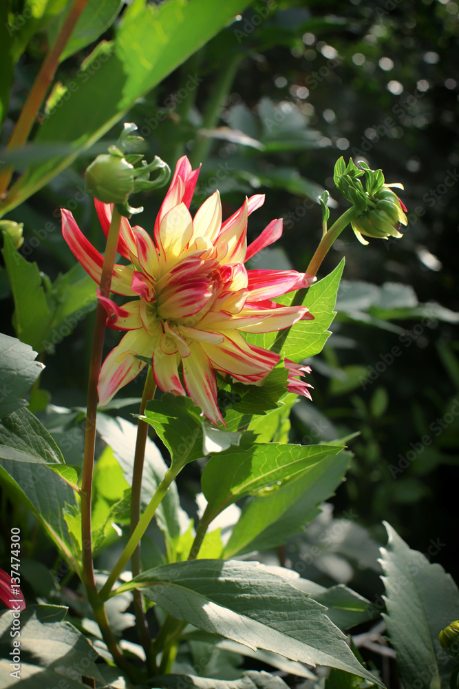 Sunlit yellow with red dahlia in green leaves Sunlit yellow with red dahlia in green leaves