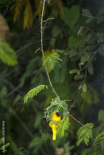 Masked Weaver hanging from nest on the banks of the Shire River, Liwonde National Park; Malawi photo