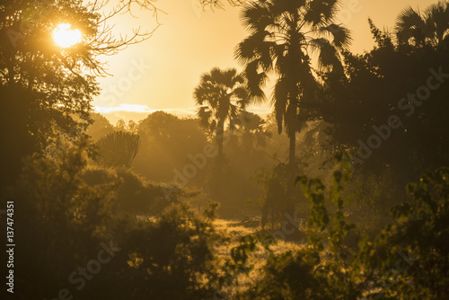 Looking through the bush at sunrise, Liwonde National Park; Malawi photo