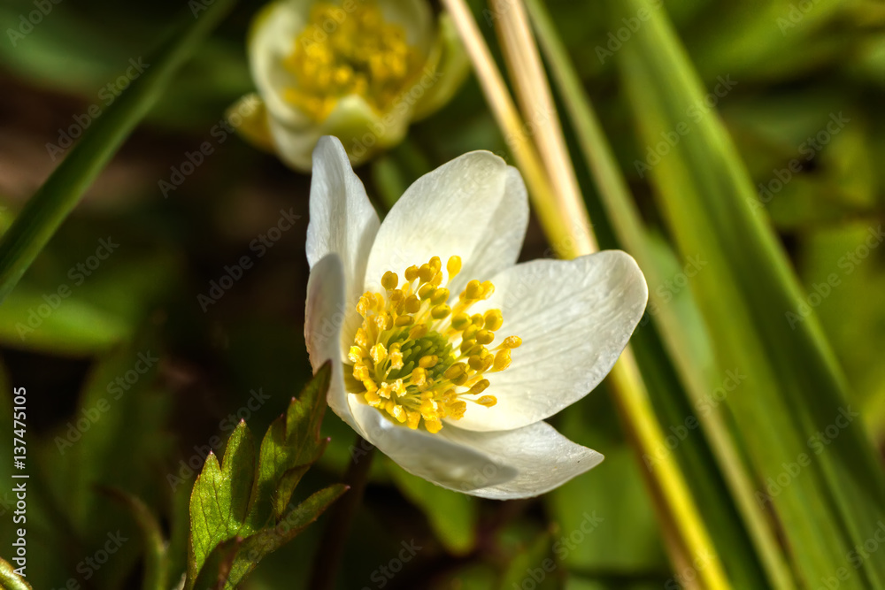 The white flower of an anemone blossoming in the spring wood.