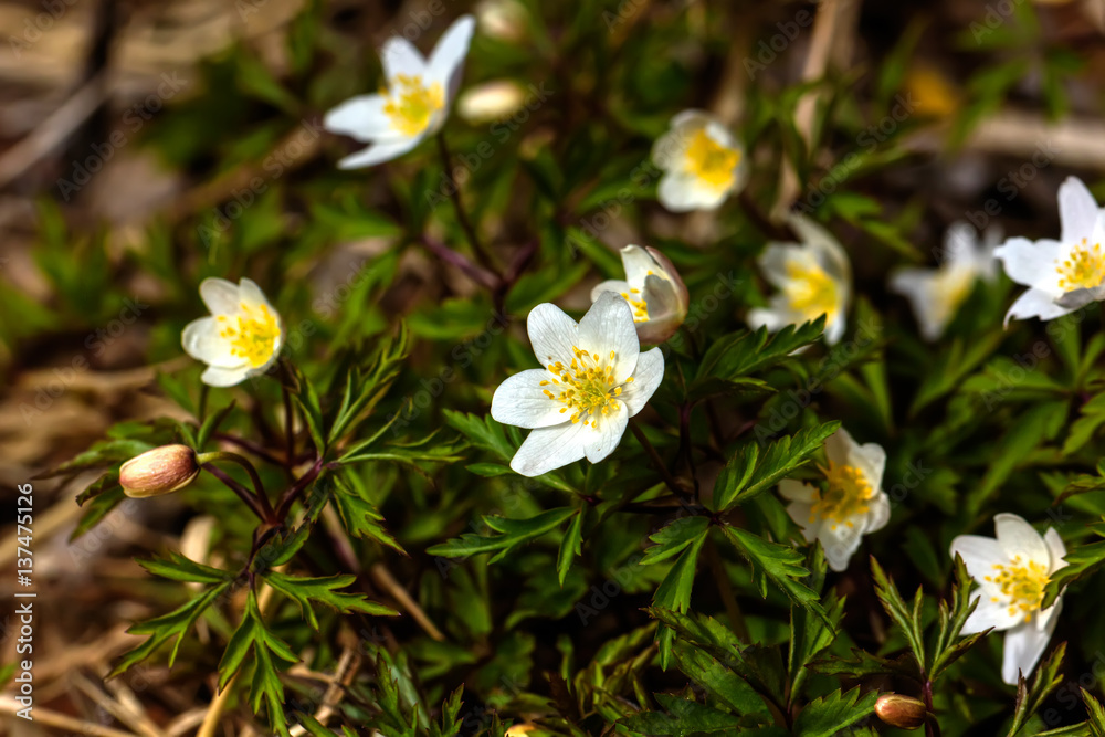 The white flower of an anemone blossoming in the spring wood.