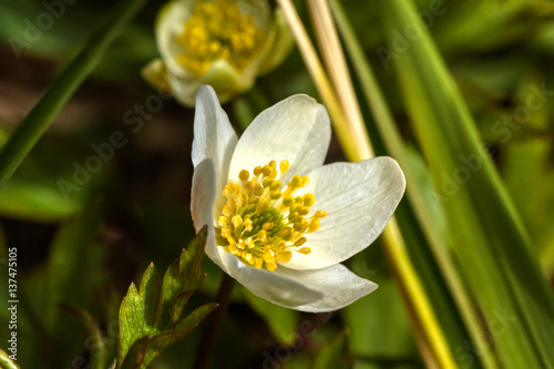 Obraz na płótnie The white flower of an anemone blossoming in the spring wood. w salonie