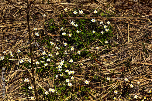 Obraz na płótnie The white flower of an anemone blossoming in the spring wood. w salonie