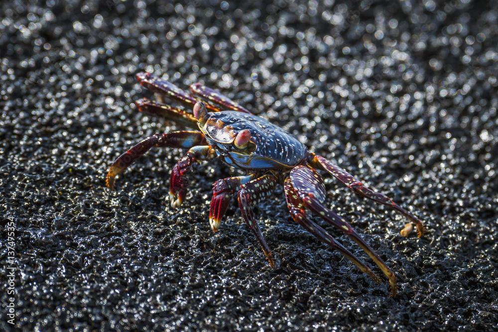 Sally Lightfoot crab (Grapsus grapsus) crawling across wet rock; Galapagos Islands, Ecuador Sally Lightfoot crab (Grapsus grapsus) crawling across wet rock; Galapagos Islands, Ecuador
