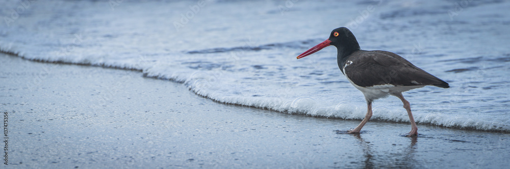 Panorama of American oystercatcher (Haematopus palliatus) walking by waves; Galapagos Islands, Ecuador