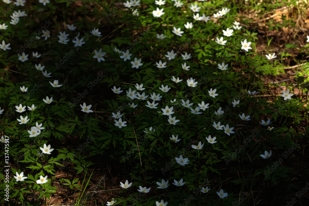 The white flower of an anemone blossoming in the spring wood.