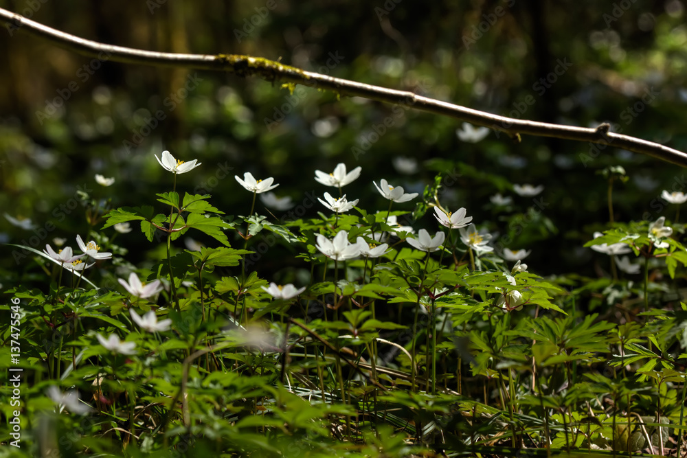 The white flower of an anemone blossoming in the spring wood.
