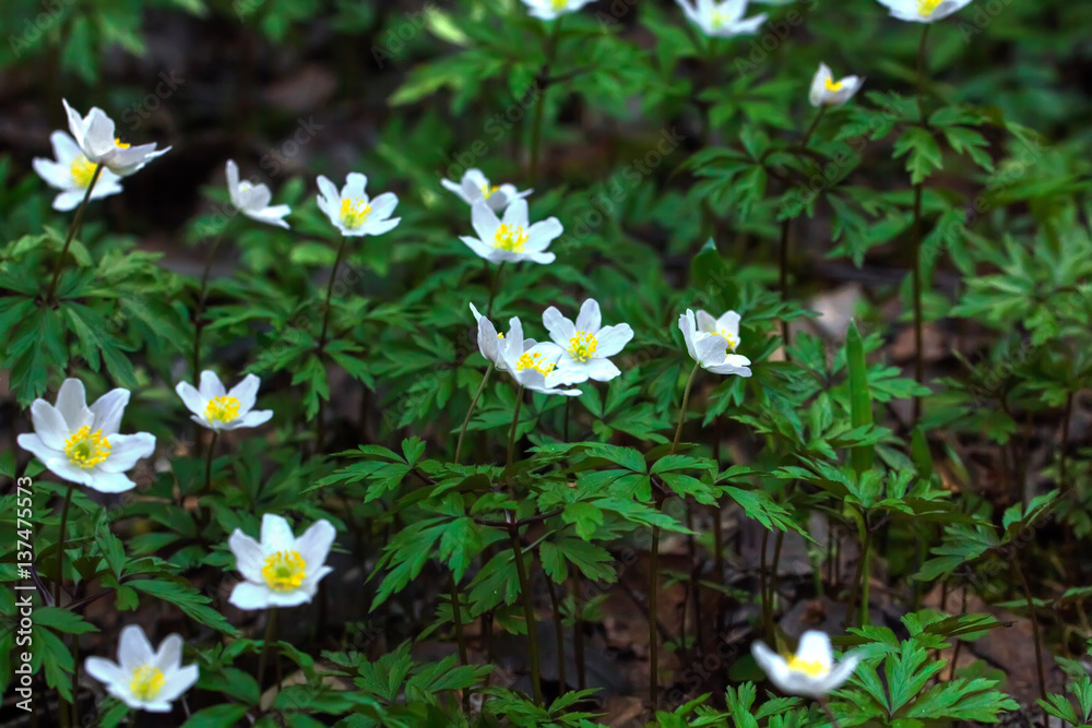 The white flower of an anemone blossoming in the spring wood.