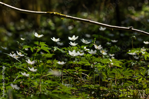 Obraz na płótnie The white flower of an anemone blossoming in the spring wood. w salonie