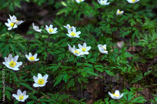 Obraz na płótnie The white flower of an anemone blossoming in the spring wood. w salonie