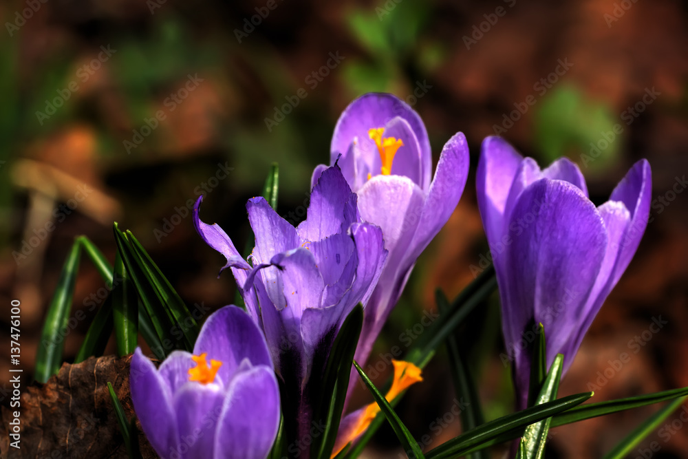 The crocus flower blossoming in a spring garden.
