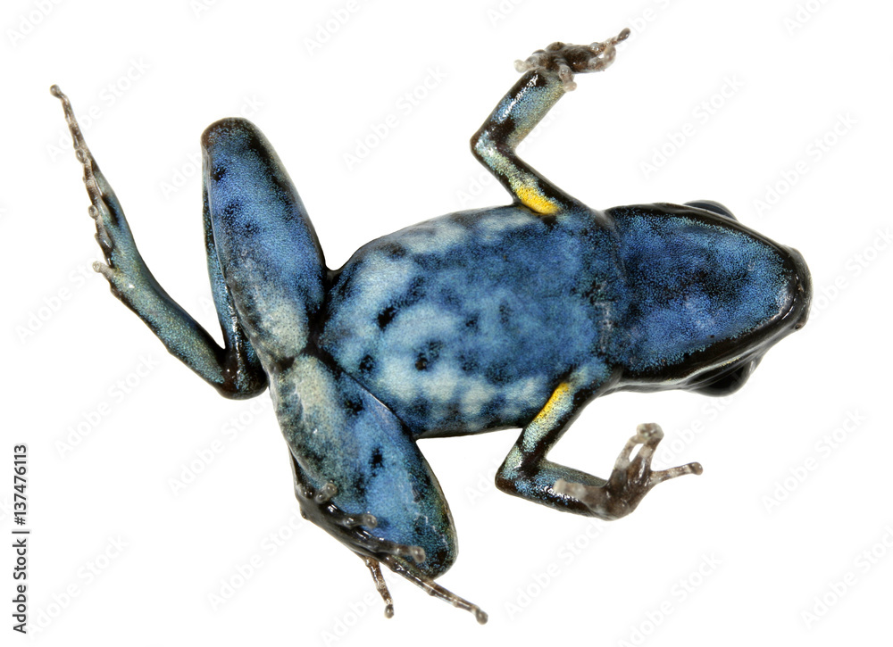 Fototapeta premium Spotted-legged poison frog (Ameerega hahneli) on its back symbolizing the global decline in amphibian species