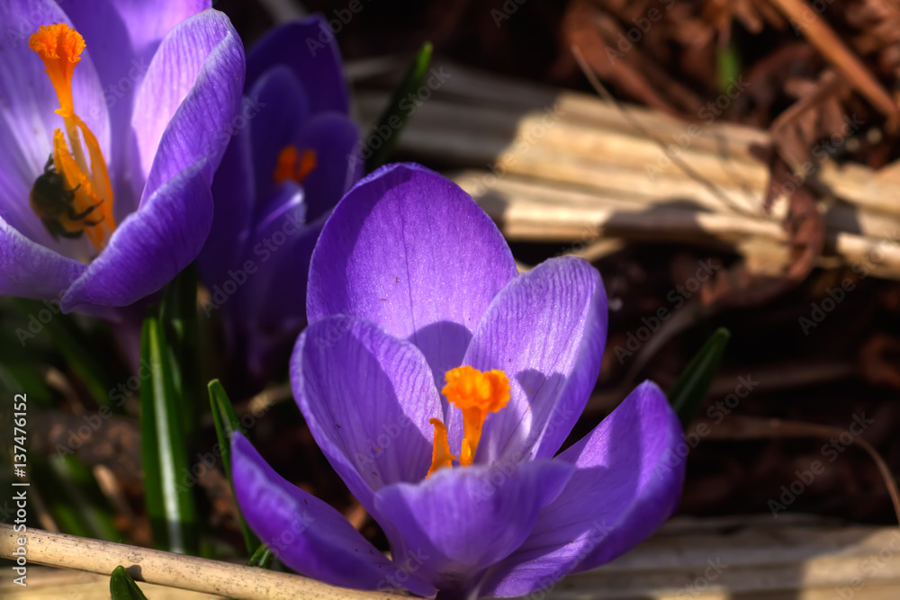 The crocus flower blossoming in a spring garden.